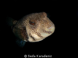 A very curious pufferfish!! 
22.11.2009 / Naama Bay Beac... by Seda Karadeniz 
